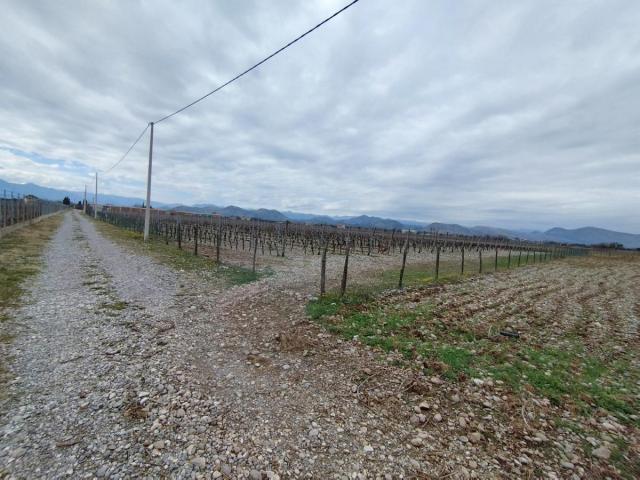 Plot with vineyards in Podgorica for sale