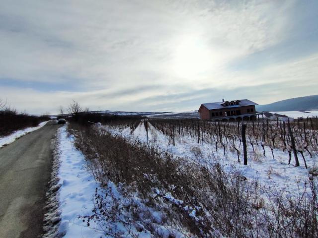 Vinograd 30000m (3ha) Fruška gora Sviloš TOP lokacija