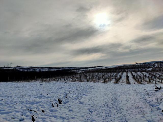 Vinograd 30000m (3ha) Fruška gora Sviloš TOP lokacija