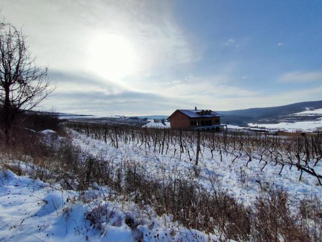 Vinograd 30000m (3ha) Fruška gora Sviloš TOP lokacija