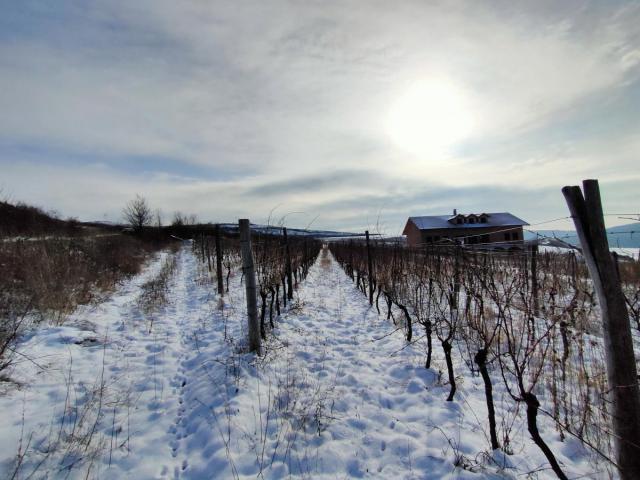 Vinograd 30000m (3ha) Fruška gora Sviloš TOP lokacija