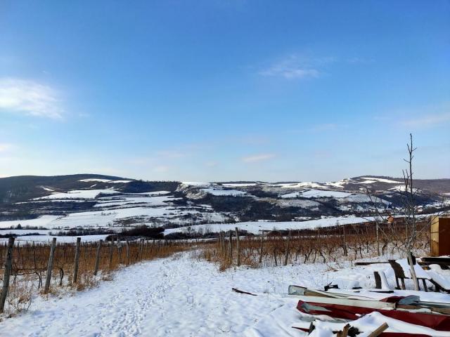 Vinograd 30000m (3ha) Fruška gora Sviloš TOP lokacija