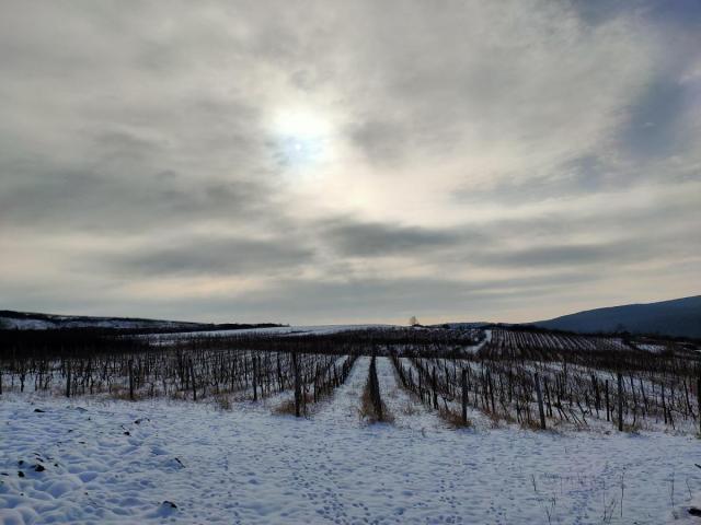 Vinograd 30000m (3ha) Fruška gora Sviloš TOP lokacija