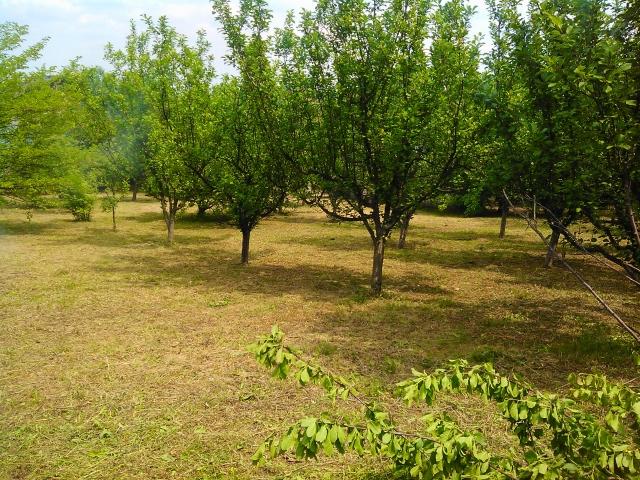 Novi Sad Plac 2. 080m Alibegovac za gradnju kuce