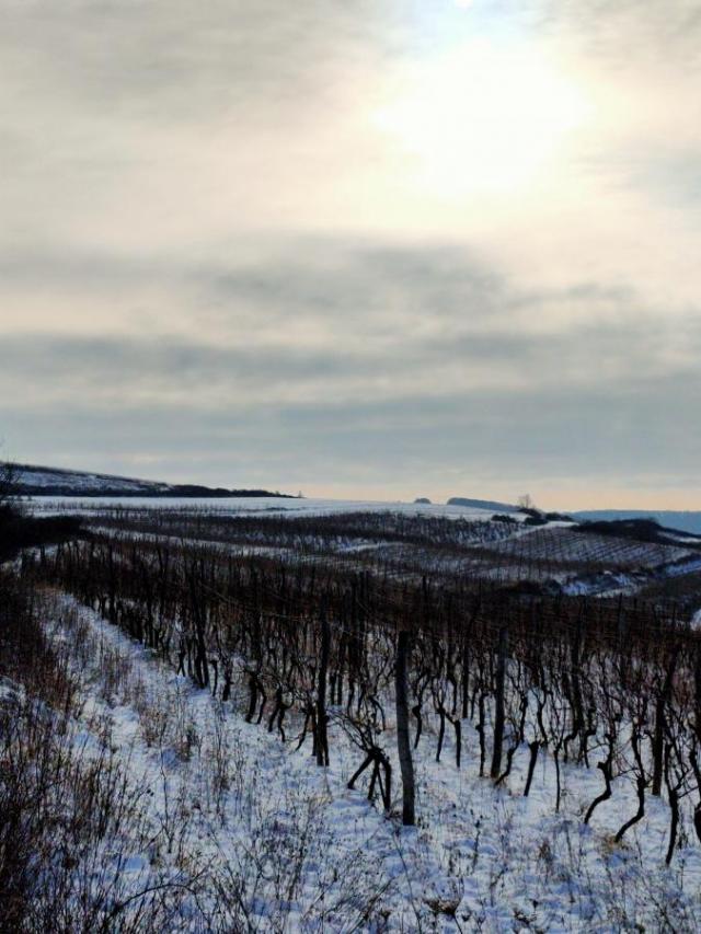 Vinograd 30000m (3ha) Fruška gora Sviloš TOP lokacija