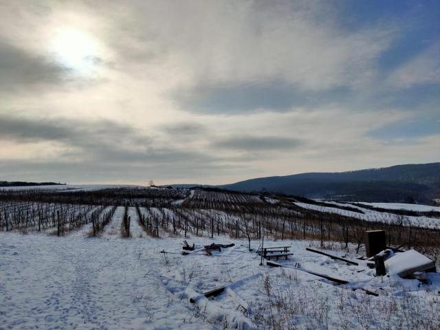 Vinograd 30000m (3ha) Fruška gora Sviloš TOP lokacija