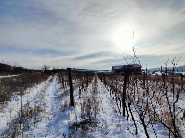 Vinograd 30000m (3ha) Fruška gora Sviloš TOP lokacija