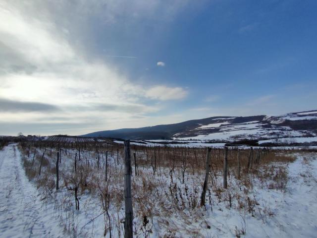 Vinograd 30000m (3ha) Fruška gora Sviloš TOP lokacija