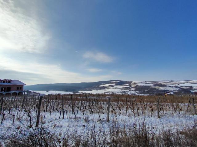 Vinograd 30000m (3ha) Fruška gora Sviloš TOP lokacija