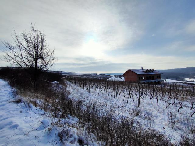 Vinograd 30000m (3ha) Fruška gora Sviloš TOP lokacija