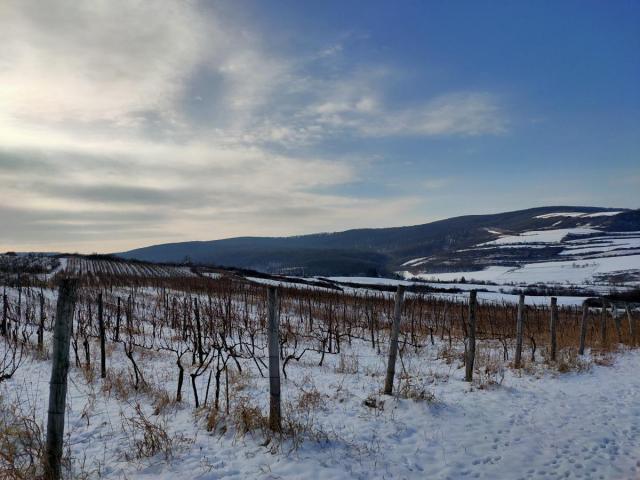 Vinograd 30000m (3ha) Fruška gora Sviloš TOP lokacija