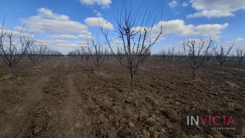 Poljpr. imanje-voćnjak, šljive