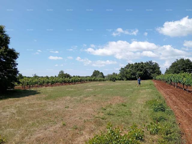 Landwirtschaftsgrundstück