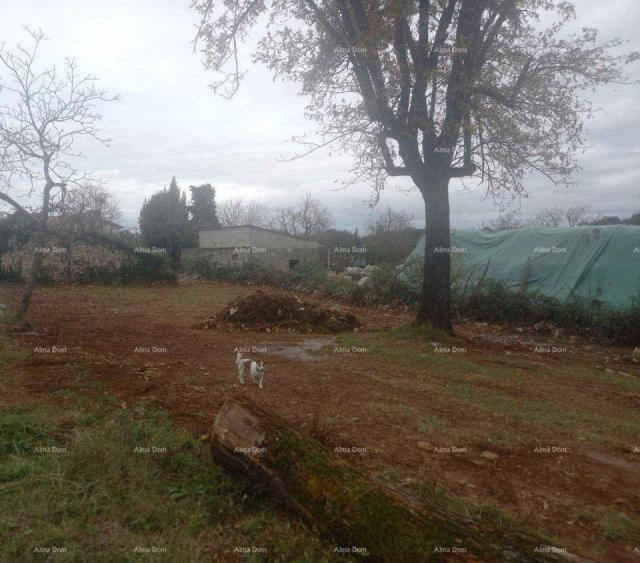 Građevinsko zemljište Istra, Žminj. Prodaje se građevinski teren sa ucrtanom starinom. 