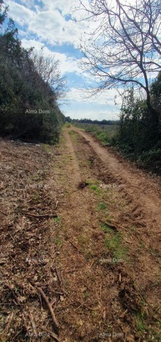 Agricultural land Agricultural land for sale, Ližnjan