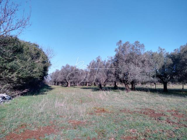 Grundstück Galižana, Vodnjan, 7.673m2