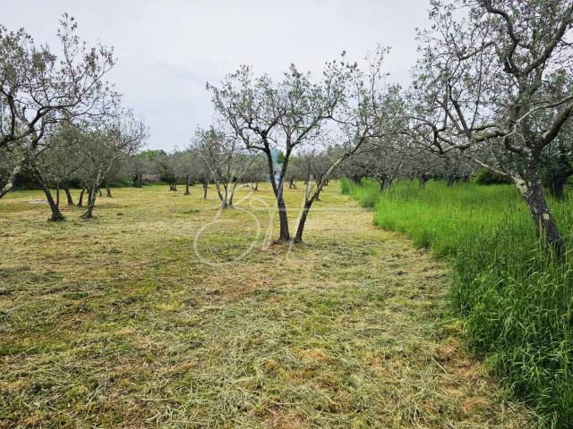 Land Vodnjan, 3.170m2