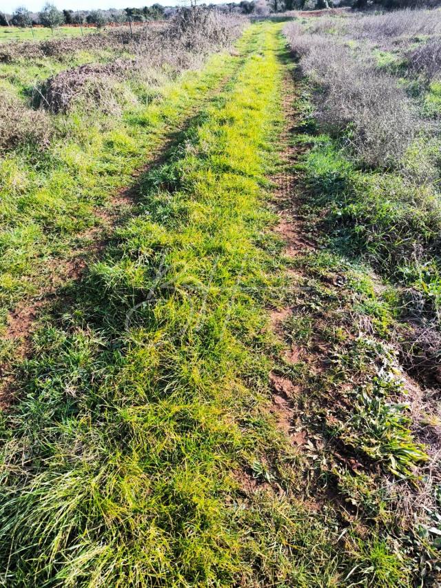 Land Šišan, Ližnjan, 1.250m2