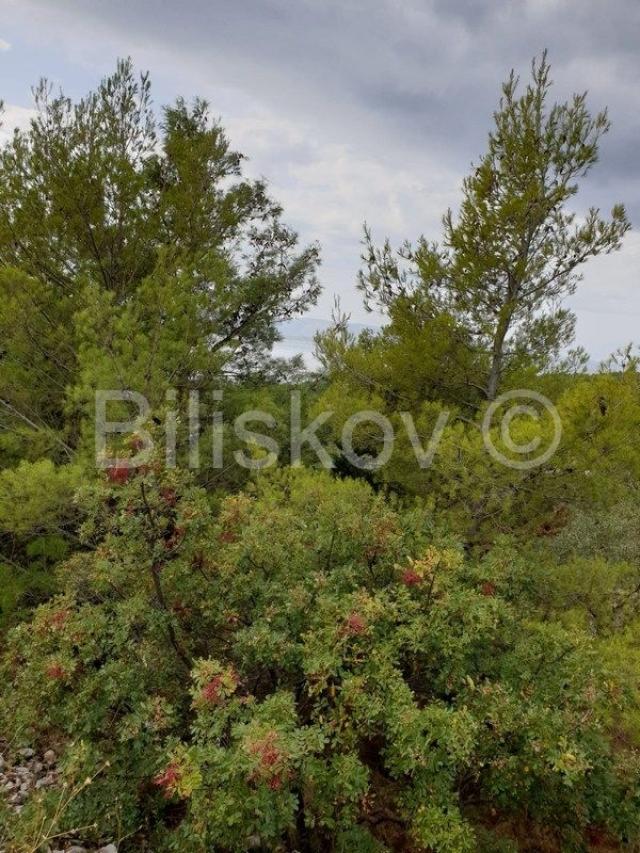 Brač, Bol 1750 m2 zemljište gospodarske namjene K3