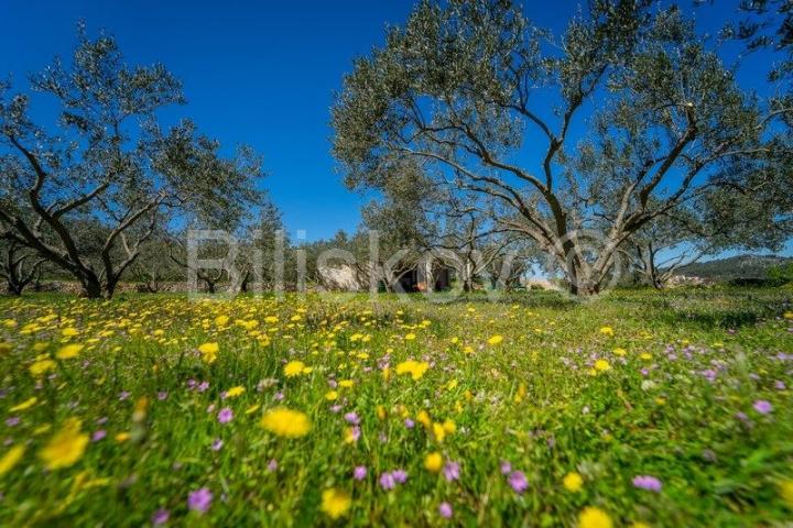 Stari Grad,  kuća 51 m2 sa maslinikom 2300 m2