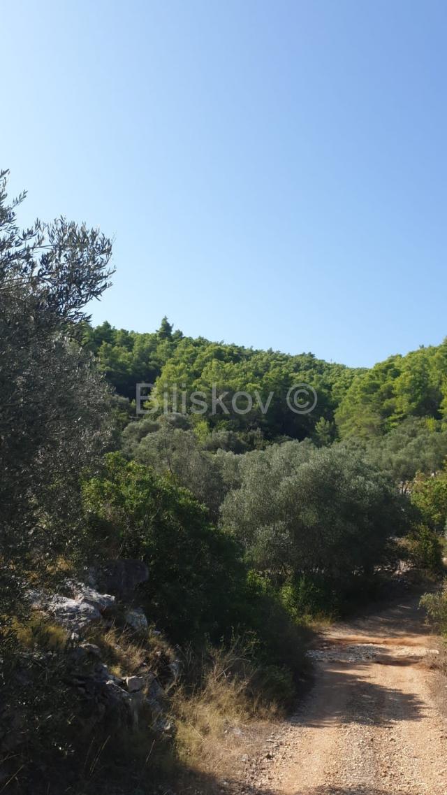 Vela Luka, prodaja poljoprivredno zemljište 10756m2