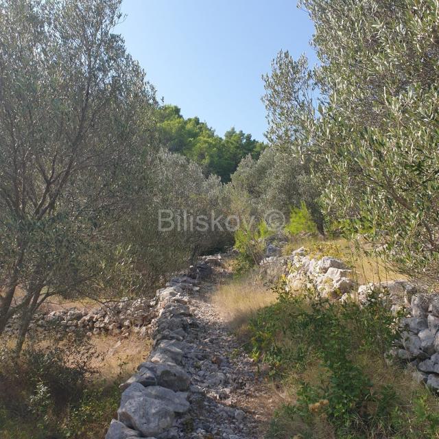 Vela Luka, prodaja poljoprivredno zemljište 10756m2