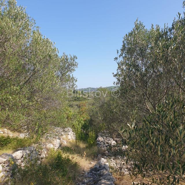 Vela Luka, prodaja poljoprivredno zemljište 10756m2