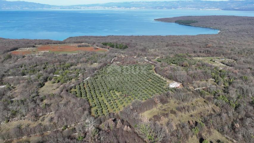 INSEL KRK, ŠOTOVENTO – Ein wunderschöner Olivenhain