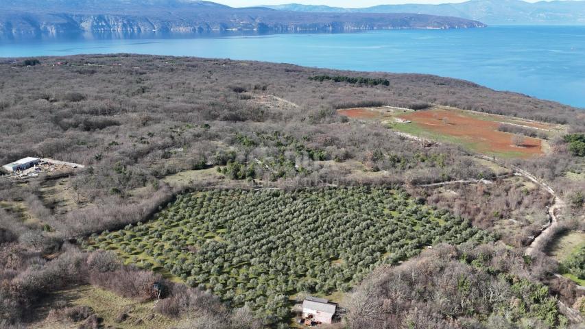 INSEL KRK, ŠOTOVENTO – Ein wunderschöner Olivenhain