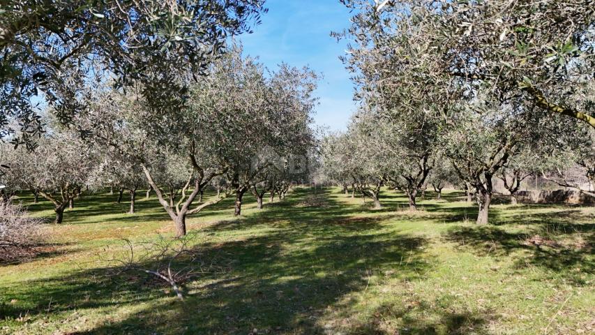 INSEL KRK, ŠOTOVENTO – Ein wunderschöner Olivenhain