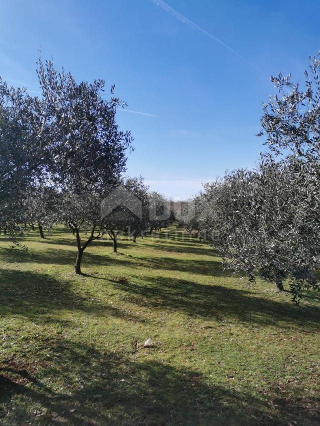 INSEL KRK, ŠOTOVENTO – Ein wunderschöner Olivenhain