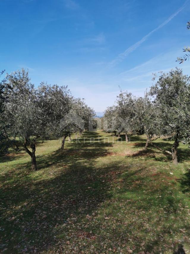 INSEL KRK, ŠOTOVENTO – Ein wunderschöner Olivenhain