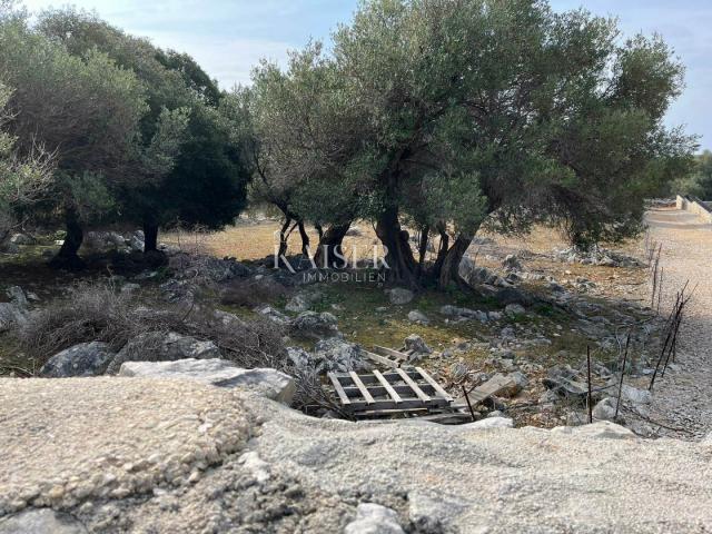 Otok Pag, Lun - jedinstveno građevinsko zemljište sa maslinikom 