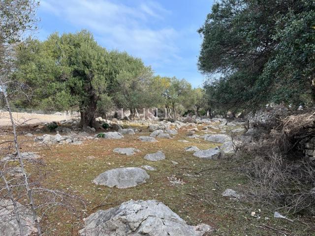 Otok Pag, Lun - jedinstveno građevinsko zemljište sa maslinikom 