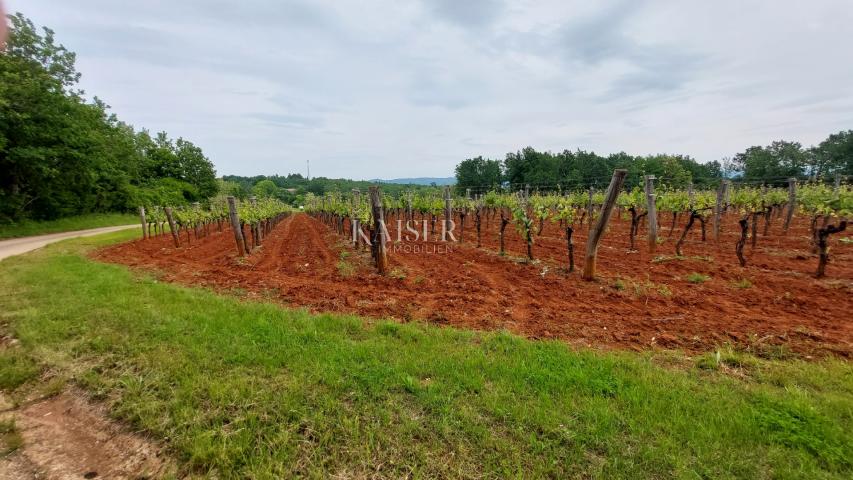 Ländereien Vižinada, 90.000m2