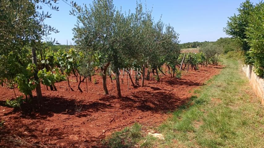 Istria - Baderna - agricultural land, 4510 m2