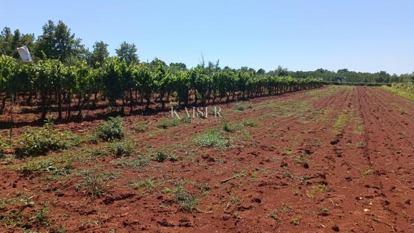 Istria - Baderna - agricultural land, 4510 m2