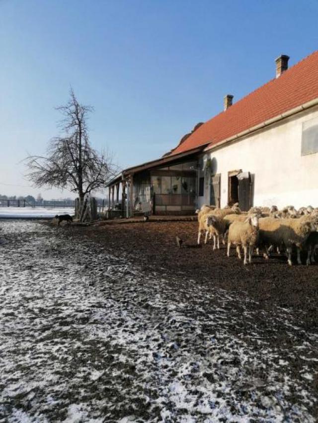 Salaš na Čeneju