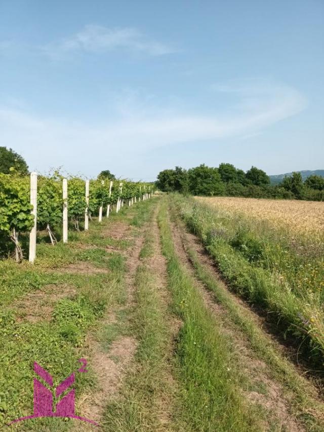 Topola-Božurnja