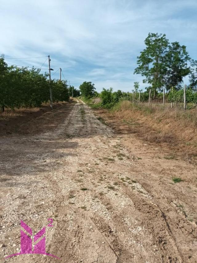 Topola-Božurnja