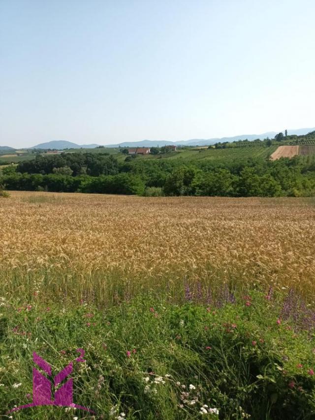 Topola-Božurnja