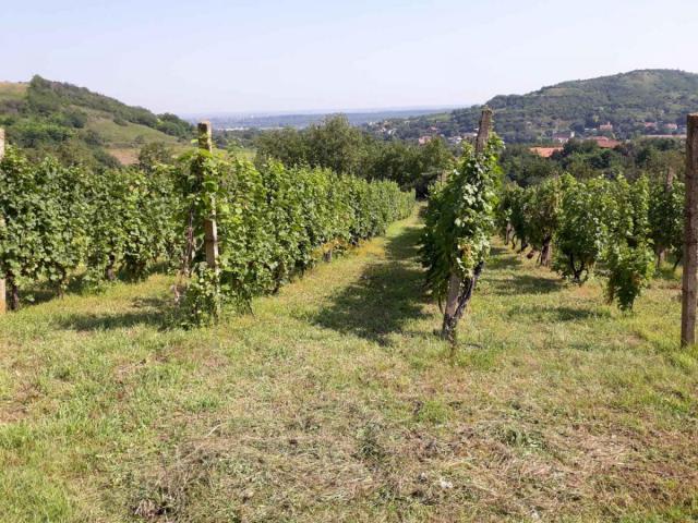 KUPI BEZ PROVIZIJE! Oaza Potencijala i Prirodne Lepote: Plac u Beočinu čeka na Vašu Viziju