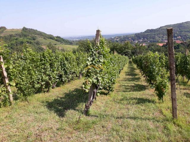 KUPI BEZ PROVIZIJE! Oaza Potencijala i Prirodne Lepote: Plac u Beočinu čeka na Vašu Viziju