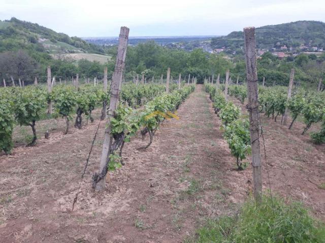 KUPI BEZ PROVIZIJE! Oaza Potencijala i Prirodne Lepote: Plac u Beočinu čeka na Vašu Viziju