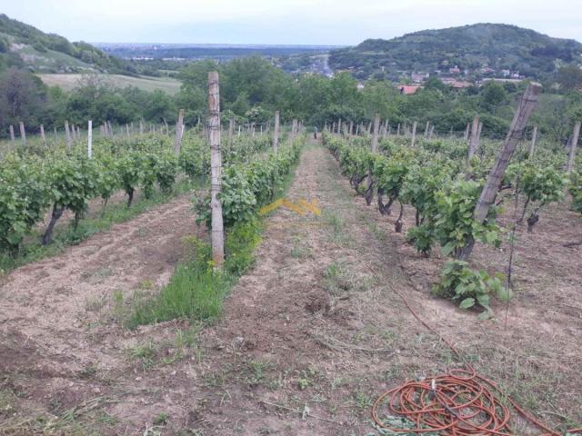 KUPI BEZ PROVIZIJE! Oaza Potencijala i Prirodne Lepote: Plac u Beočinu čeka na Vašu Viziju