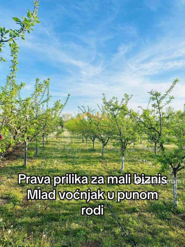 Idiličan Voćnjak sa Pudarskom Kućicom - Vaša Prilika za Mir i Biznis