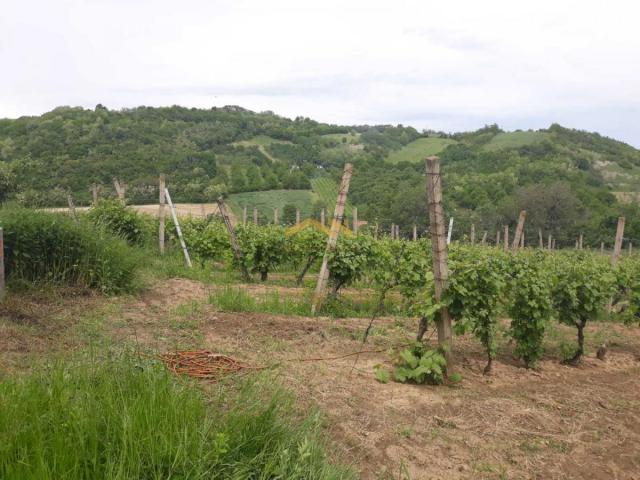 KUPI BEZ PROVIZIJE! Oaza Potencijala i Prirodne Lepote: Plac u Beočinu čeka na Vašu Viziju