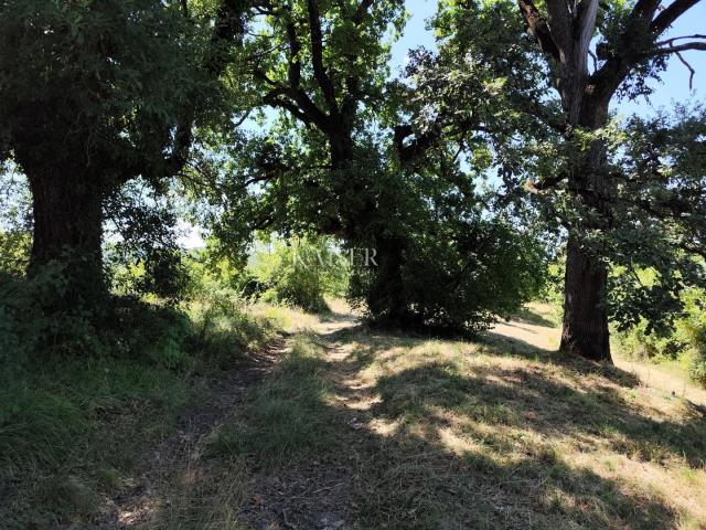 Istra, Buzet - građevinsko zemljište s pogledom na prirodu