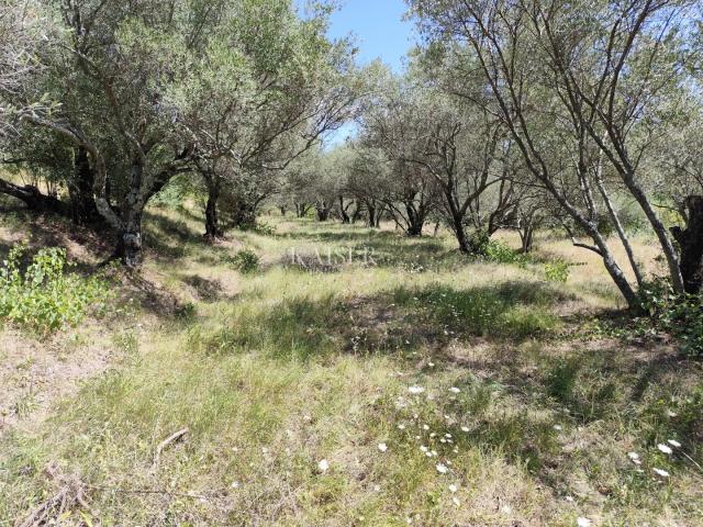 Istra, Buzet - građevinsko zemljište s pogledom na prirodu