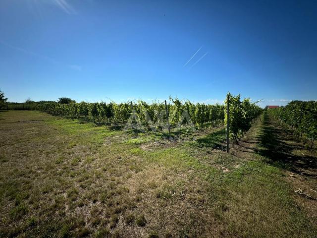 Vinograd i voćnjak na 3. 94ha Bački Monoštor